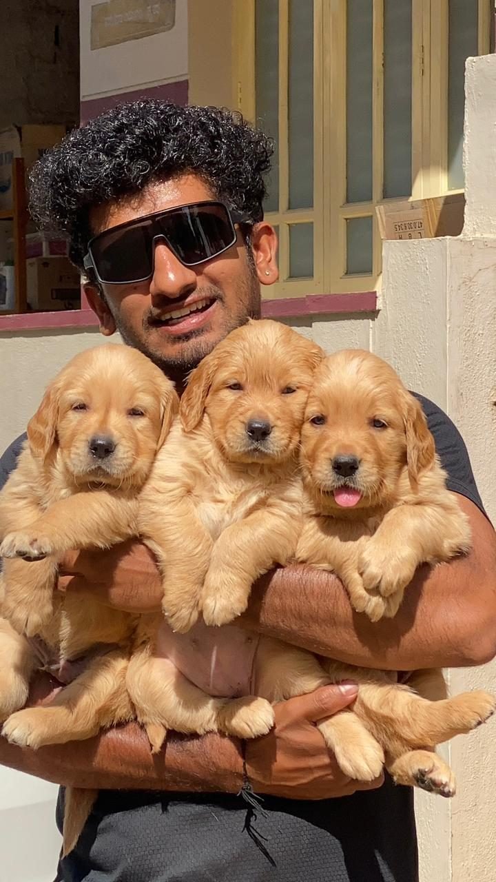 Golden Retriever puppies held close